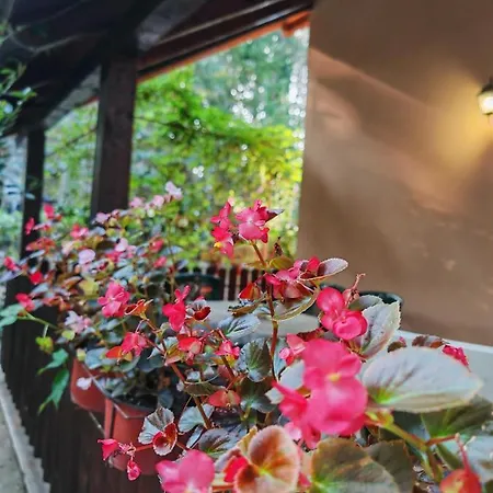 Διαμέρισμα Todorovic *